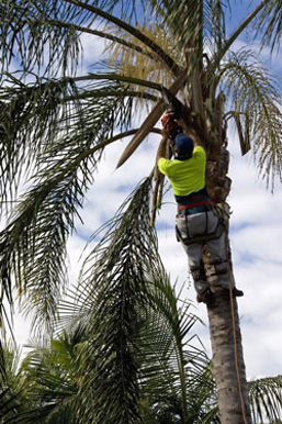 Tree Felling Pretoria Central West