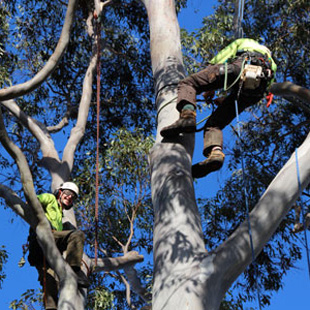 Tree trimming services Pretoria