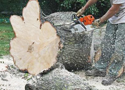 stump removal services Pretoria