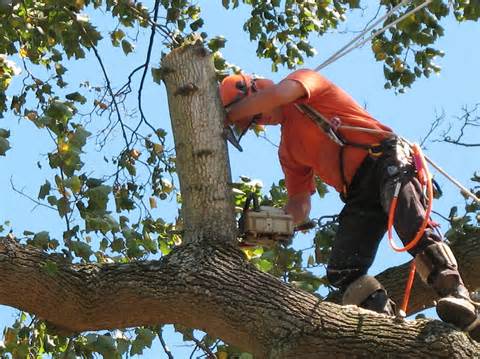 Tree Felling